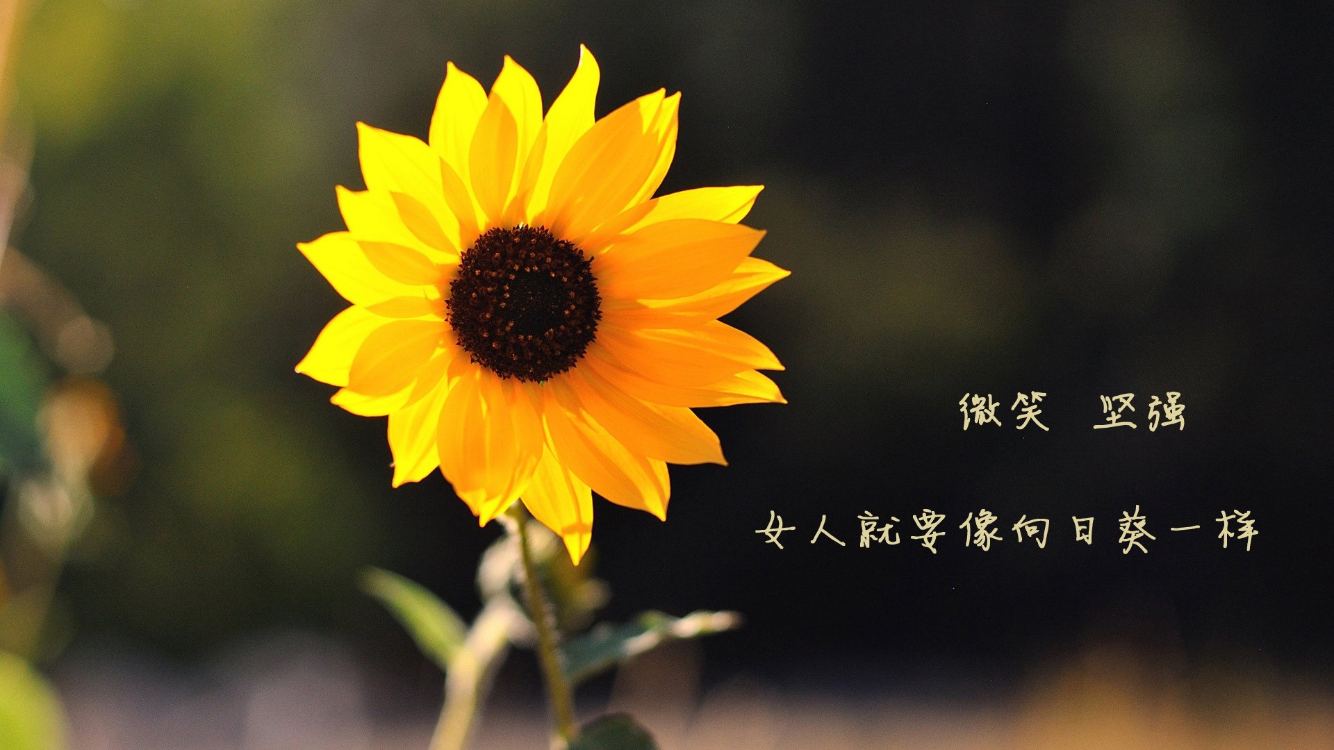 Kaiyun APP-“西甲联赛风云变幻，豪门纷纷迎战”，西甲足球联赛