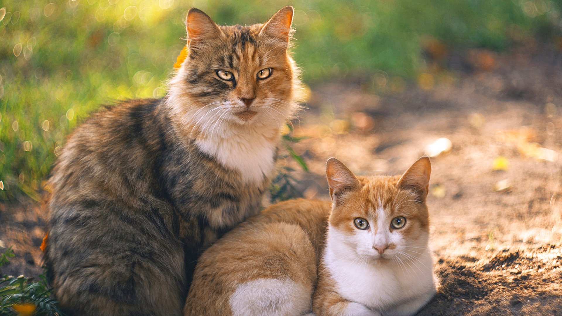 “高原冲刺:雪山顶上的极峰行动”,雪山顶端