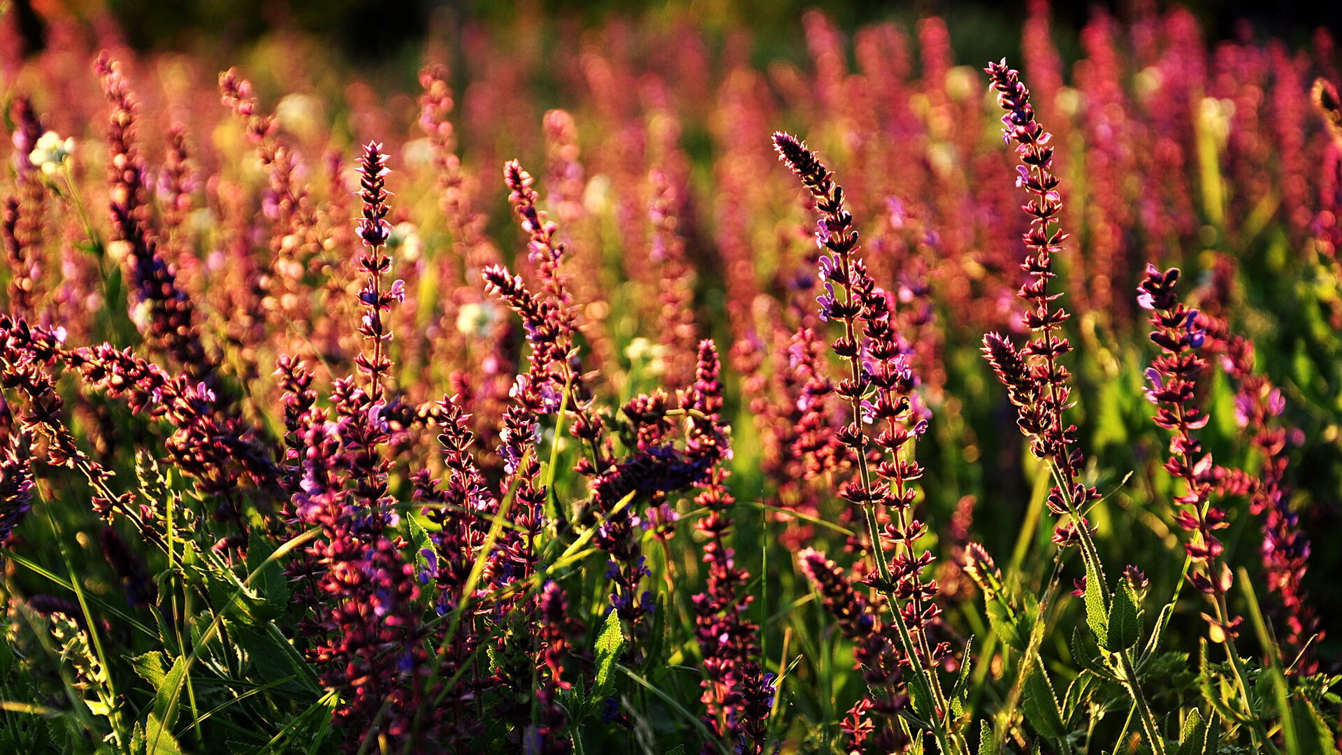kaiyun登录入口-基层足球基础设施升级，乡村青少年足球水平明显提升，农村学校足球现状分析