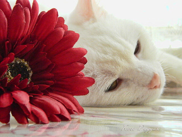 Kaiyun(中国)开云-荷兰女足在欧洲预选赛中失利，未能晋级巴黎奥运会，荷兰女足出线了吗