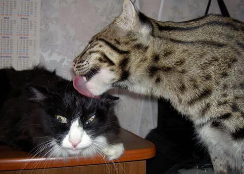 开云中国-乌拉圭男足在巴黎奥运会比赛中以3-2战胜德国，乌拉圭男足有名的球员