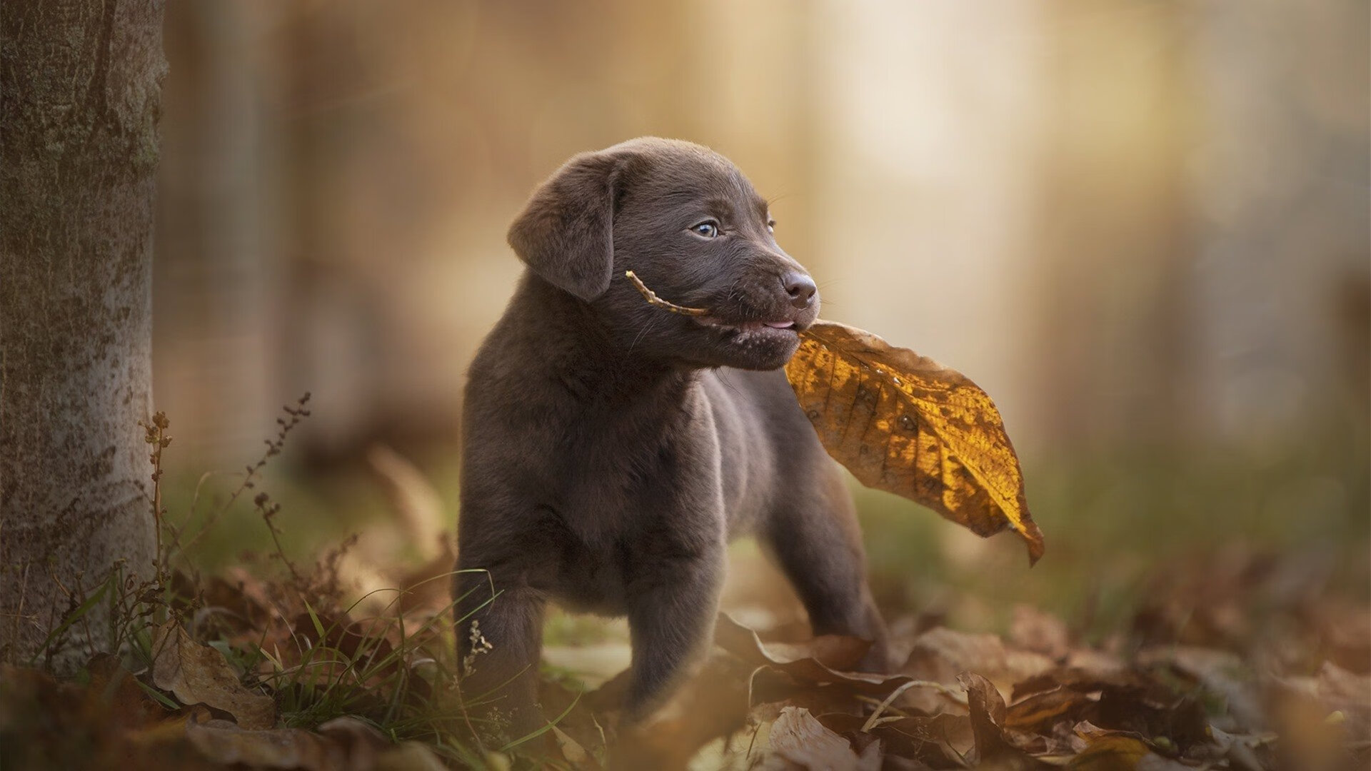 冬奥足球项目引热议,墨西哥球迷打出“冰上斗士”横幅