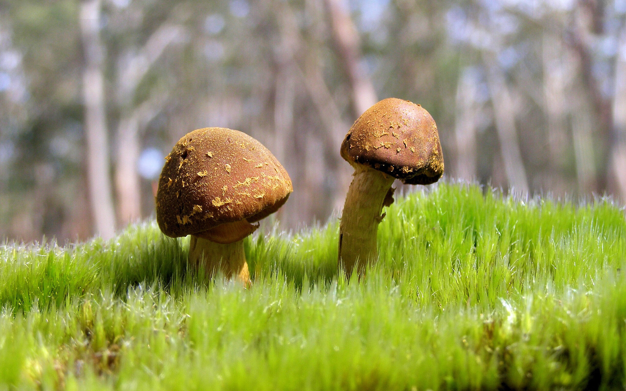 KAIYUNAPP-拳王泰森复出成功，秒杀对手震惊拳坛，拳王泰森复出表演赛的对手