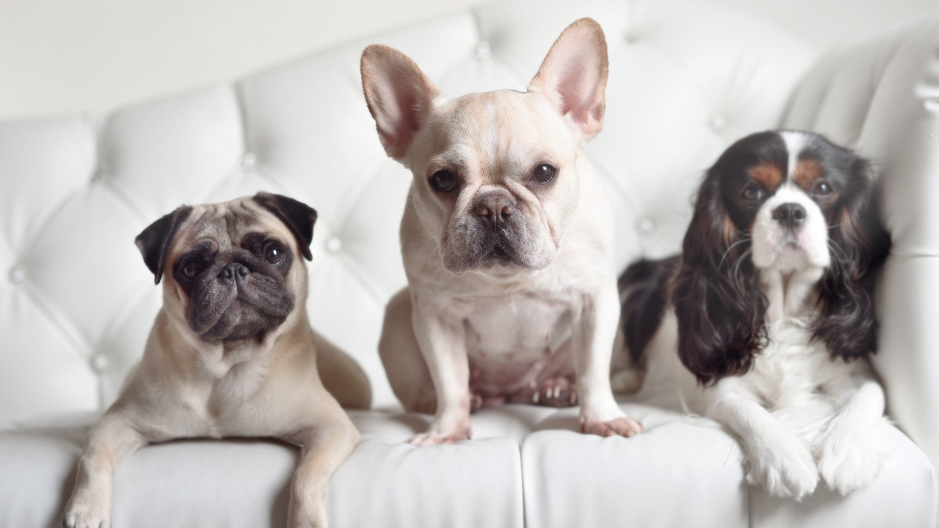 英超球队员工集体感染新冠,中超各队密切关注,英超受伤球员