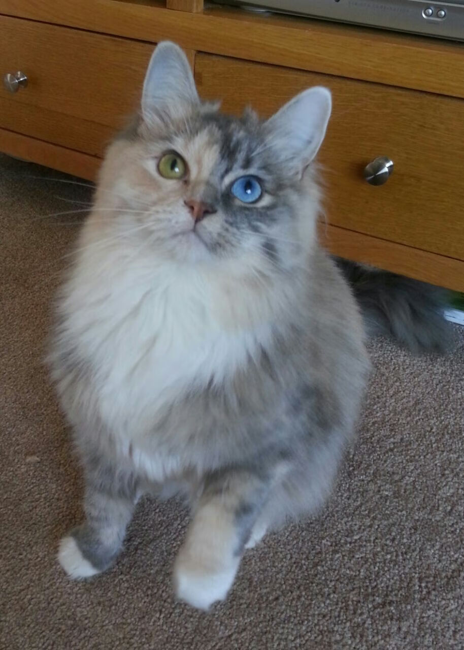 中国篮球运动员体能训练策略分析,中国篮球运动员身体素质