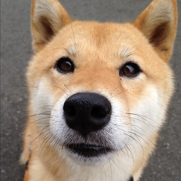 体育明星参与数字火炬传递活动掀起讨论热潮