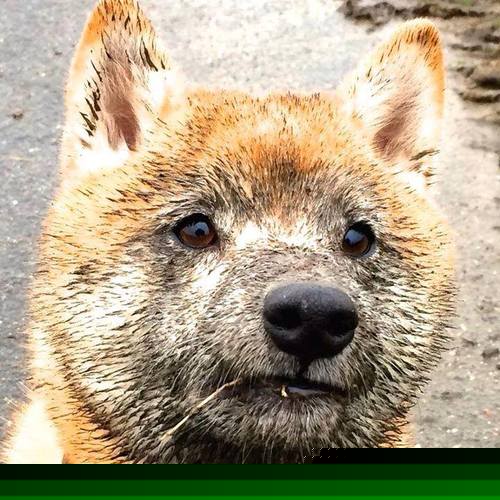 德国女队:虽无奖牌 但收获经验,德国女子足球队