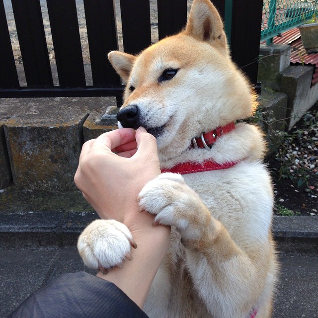 美选手配速更稳,中国选手节奏更强,美选手配速更稳,中国选手节奏更强吗