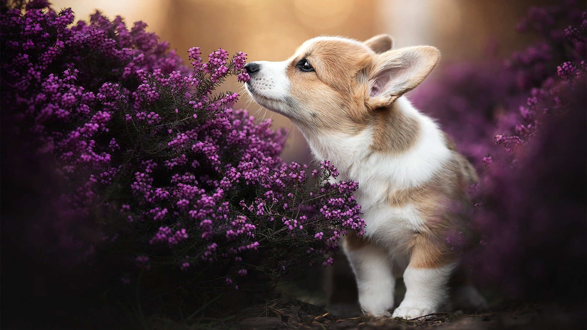 意甲经典对决:长传配合中的美感碰撞,意甲集锦2021