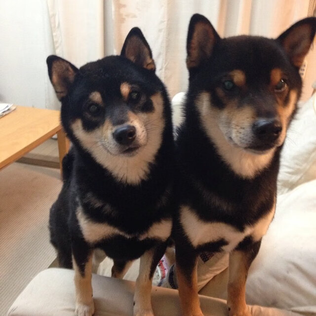 跳水组合默契摩纳哥夺得佳绩，摩洛哥跳水