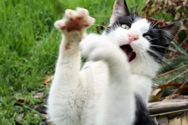 开云官方-鲁索与基尼决赛配合默契引爆现场，鲁索提尼